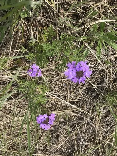 桃蓮玉 紫アゲハ ミサンガ✨ アンクレット 足首 ミサンガ 3本ライン 2本セット メンズ 紫 送料