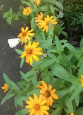 百日草　着付け　ボディ　ひゃくにちそう 51fJK3qFUQL._AC_UF1000,
