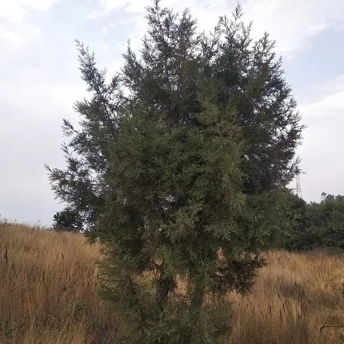 Juniperus deppeana var. deppeana