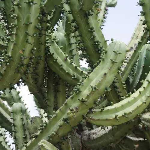 Bilberry cactus