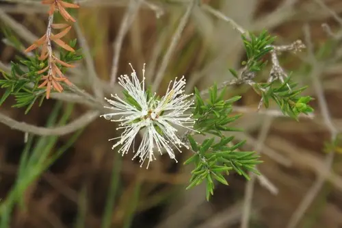 Melaleuca ericifolia