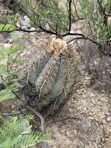 タイヘイマル（太平丸） (ケア, 特徴, 花, 画像)