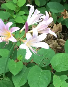 ナツズイセン（夏水仙）の育て方・栽培方法