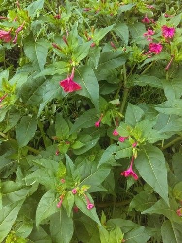 Ist Wunderblume giftig?