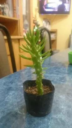 How to Grow and Care for Eve's pin