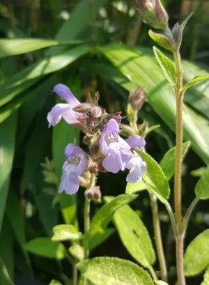 cf plant Callisia fragrans 'Basket Plant'