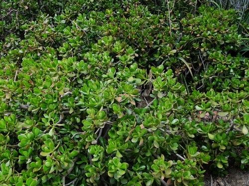 Is Jade plant Poisonous