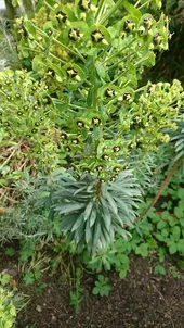 Large Mediterranean Spurge - Euphorbia characias | Wild Flowers of