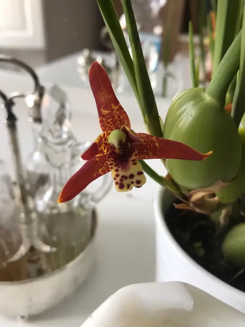 Orquídea coco