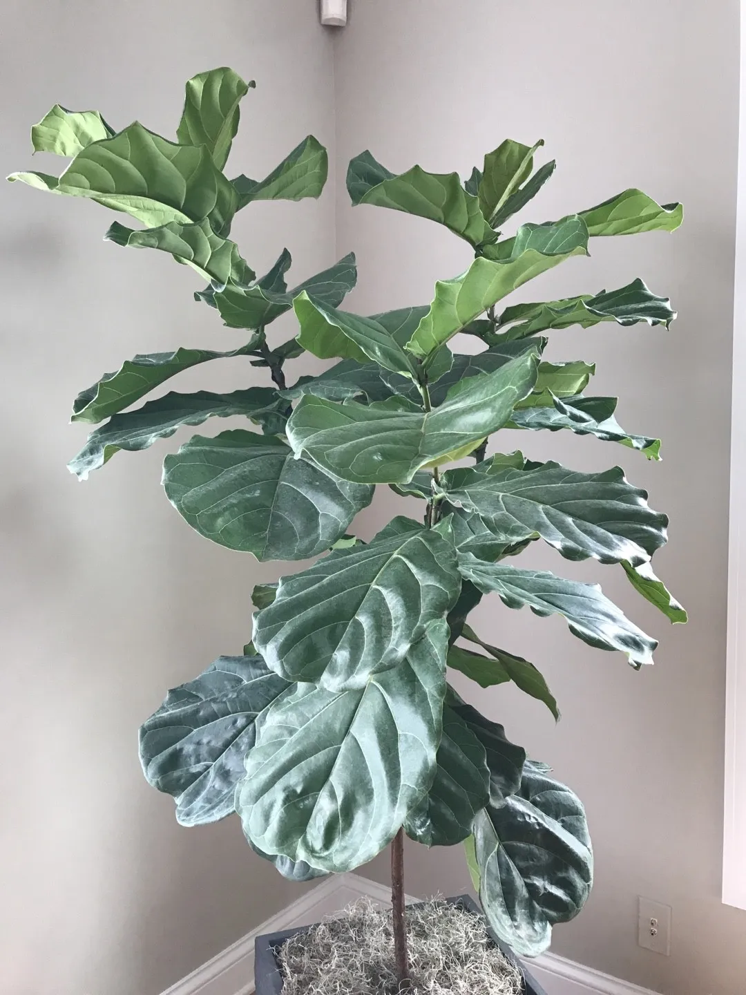 How to identify Fiddle-leaf fig (Ficus lyrata)