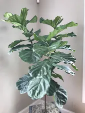 So identifizierst du Geigenfeige (Ficus lyrata)
