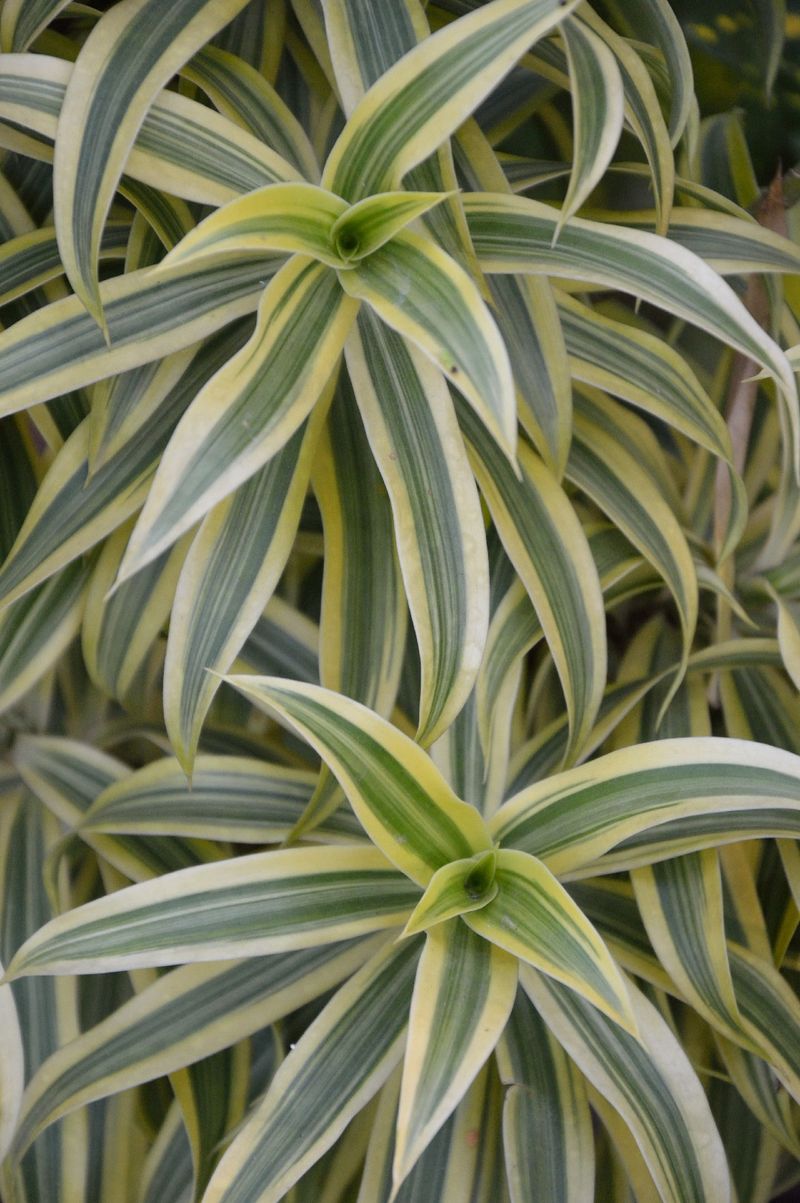 Ist Dracaena reflexa giftig?