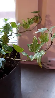 blütezeit glanzmispel Glanzmispel 'Red Robin' kaufen – rote Hecke main image 1