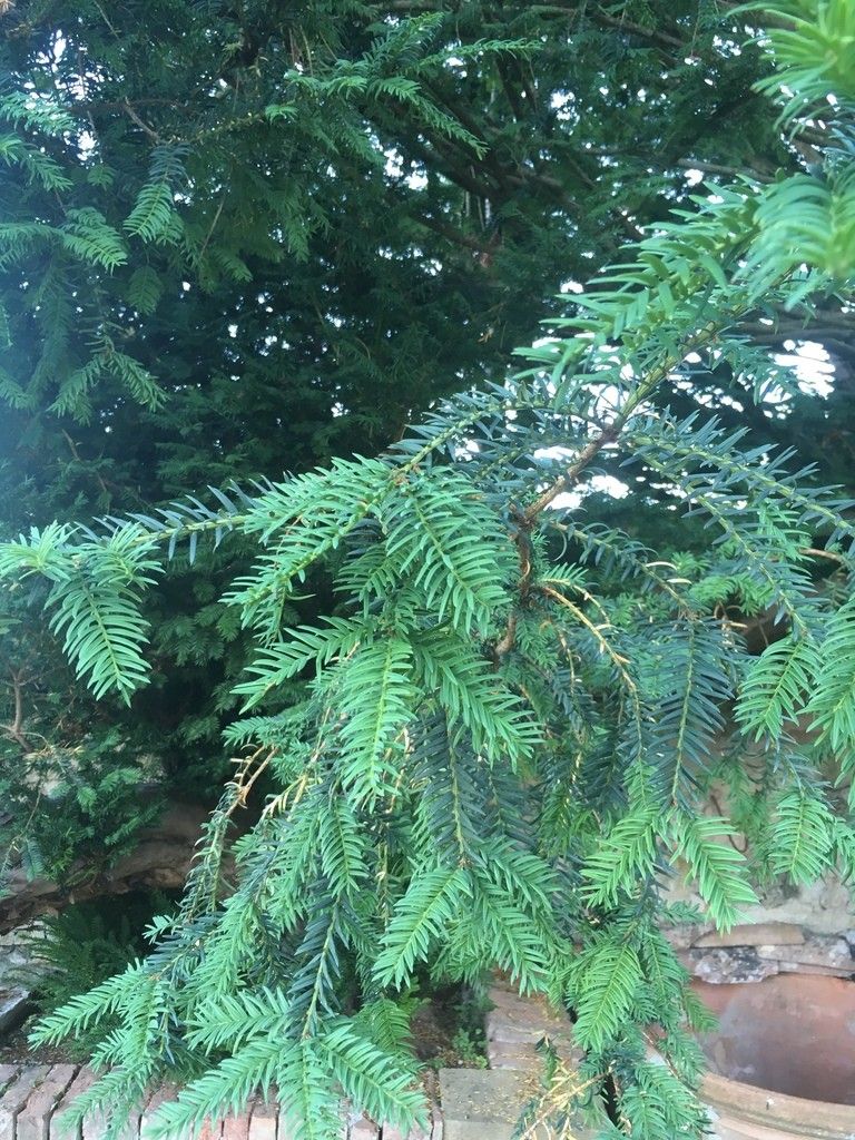 Ist Eibe giftig?