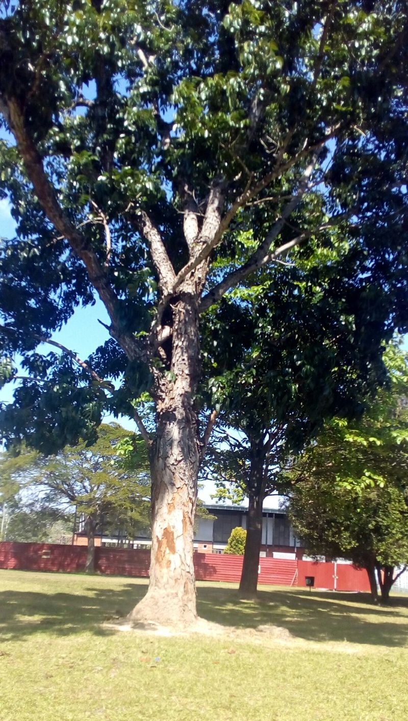 Laltrain Tree Enhancing Your Garden with Lantern tree: A Guide to Landscaping