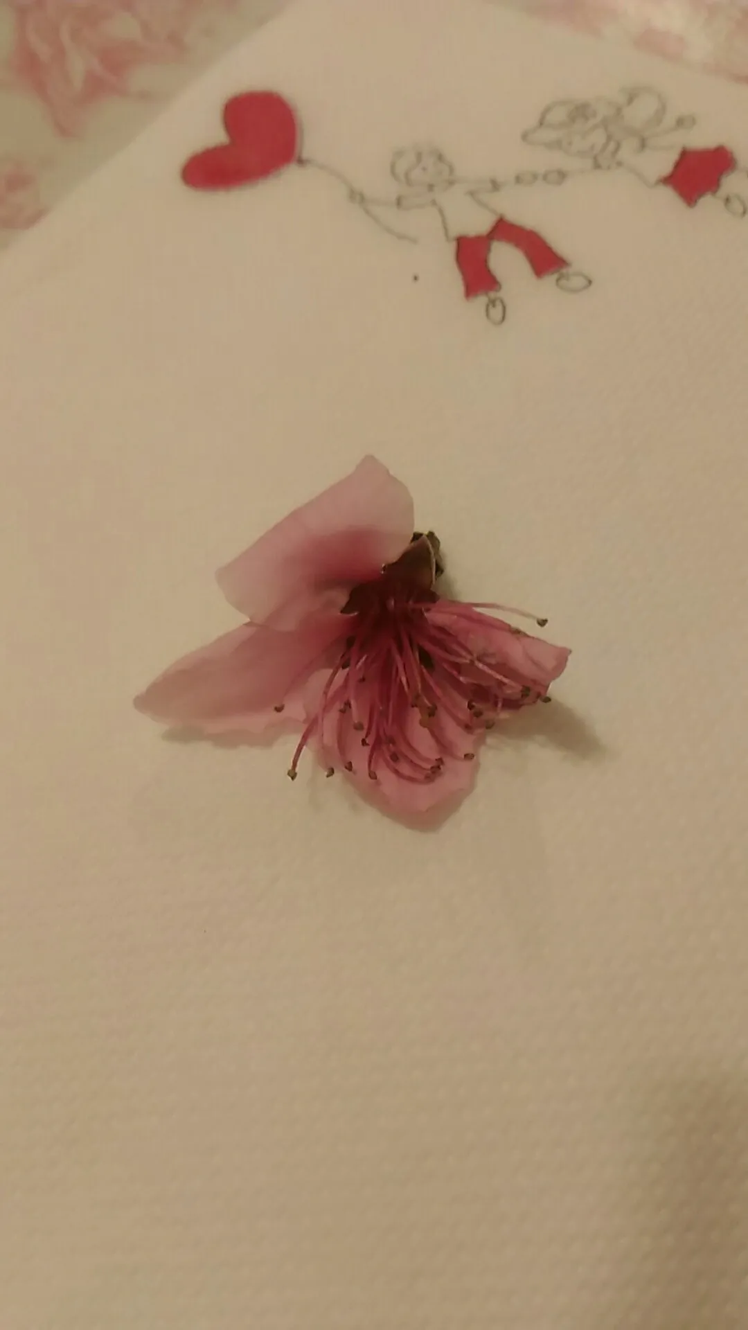 モモ（桃）の判定方法 (Prunus persica)