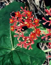 サンゴアブラギリ（珊瑚油桐）の判定方法 (Jatropha podagrica)
