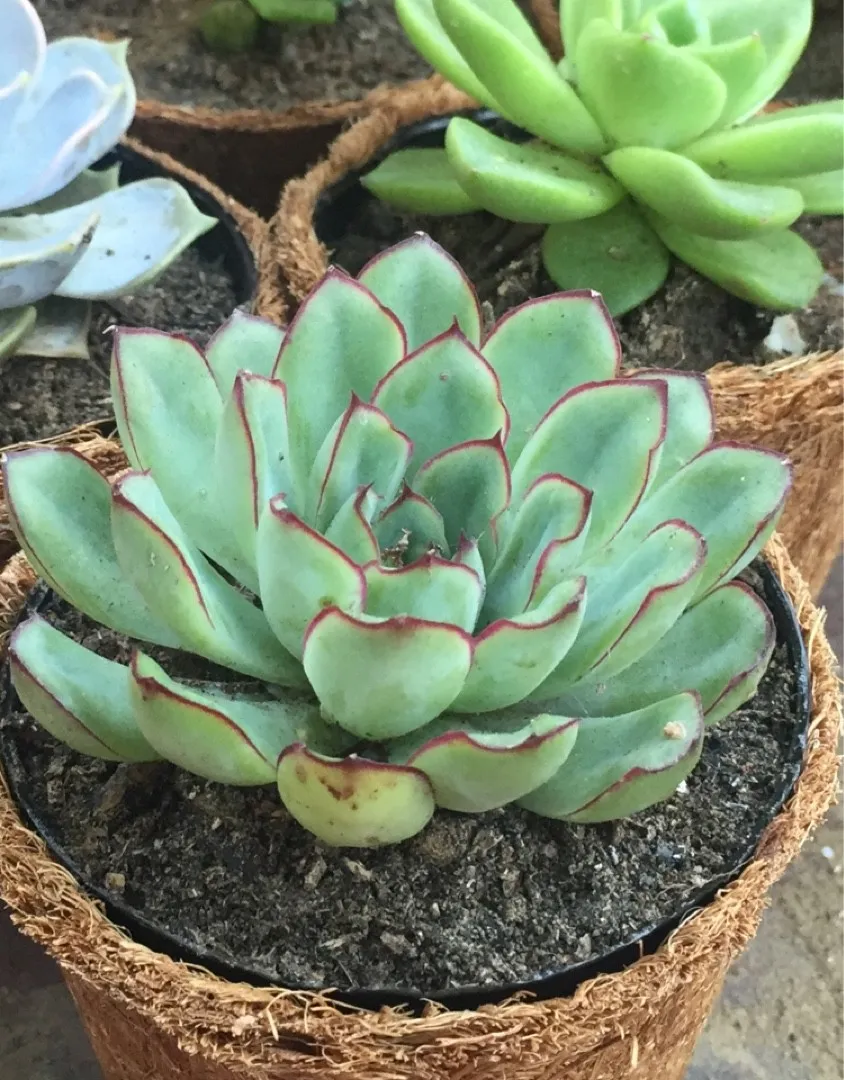 How to identify Echeveria (Echeveria)