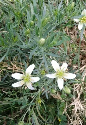 Wild rue - Peganum harmala (Taxonomy, Characteristics, Flower, Images)