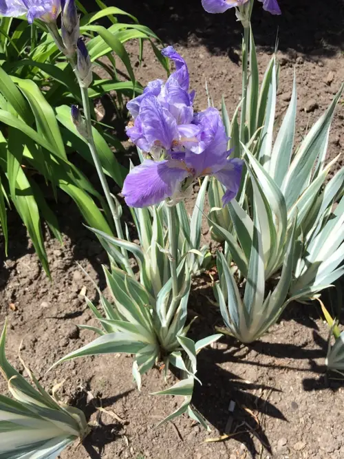 Sweet iris 'Argentea Variegata'