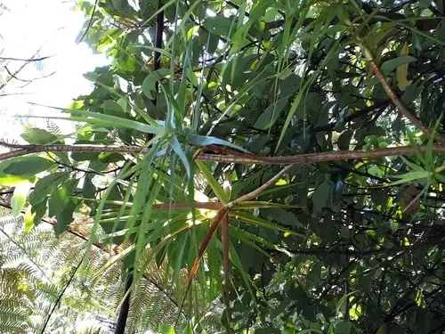 Dracophyllum strictum