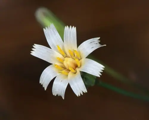 Pilosella albiflora