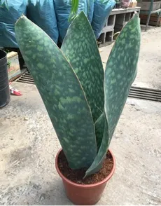 How to Grow and Care for Mason congo