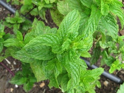 Is Mints Poisonous