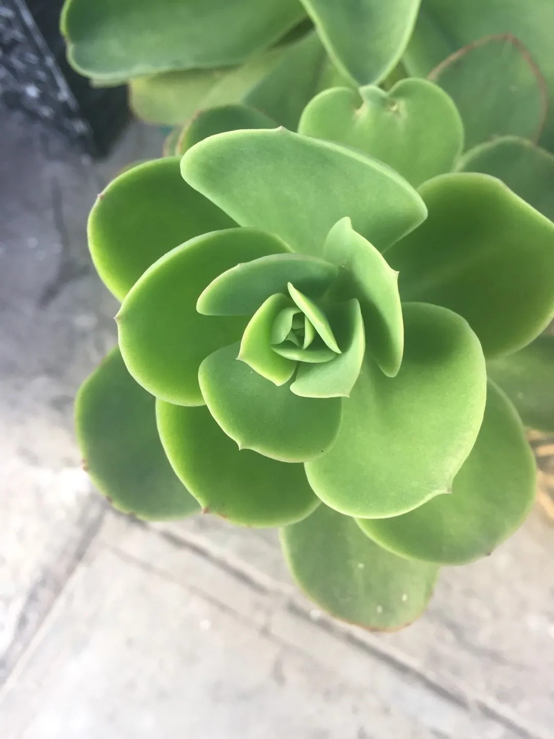 ご確認多肉 X苗の親株や優型種についての勉強 | コキリノSucculents Life