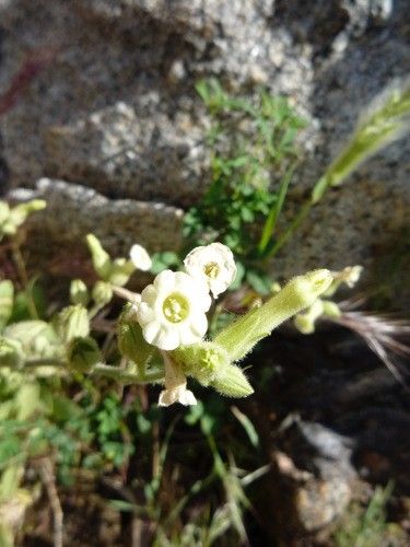tobacco plant poisonous Is Tobacco plants Poisonous