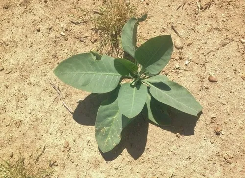 mapacho tobacco Ceremonial Plant Essence: Mapacho, Non-alcoholic mapacho tobacco Ceremonial Plant Essence: Mapacho, Non-alcoholic