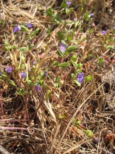 Parry's blue eyed mary