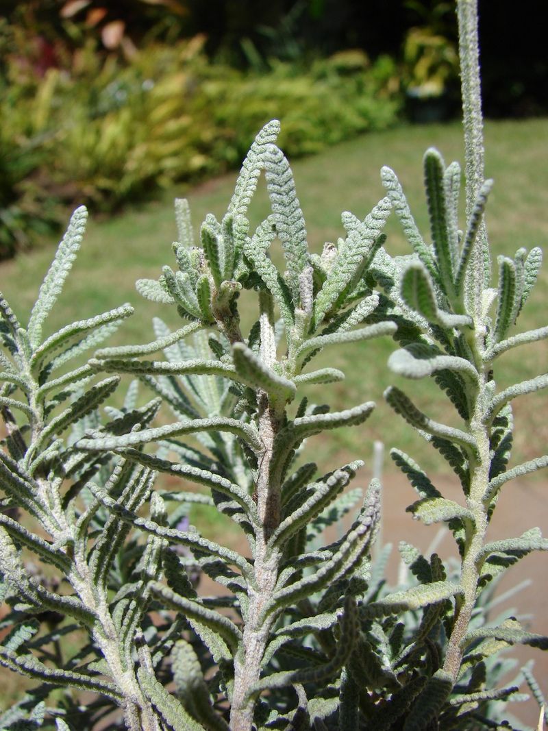 Is French lavender Poisonous