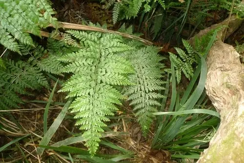Gracillimum Asplenium bulbiferum subsp. gracillimum Flower, Leaf, Care, Uses ...