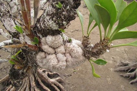 How to Grow and Care for Ant-house plant