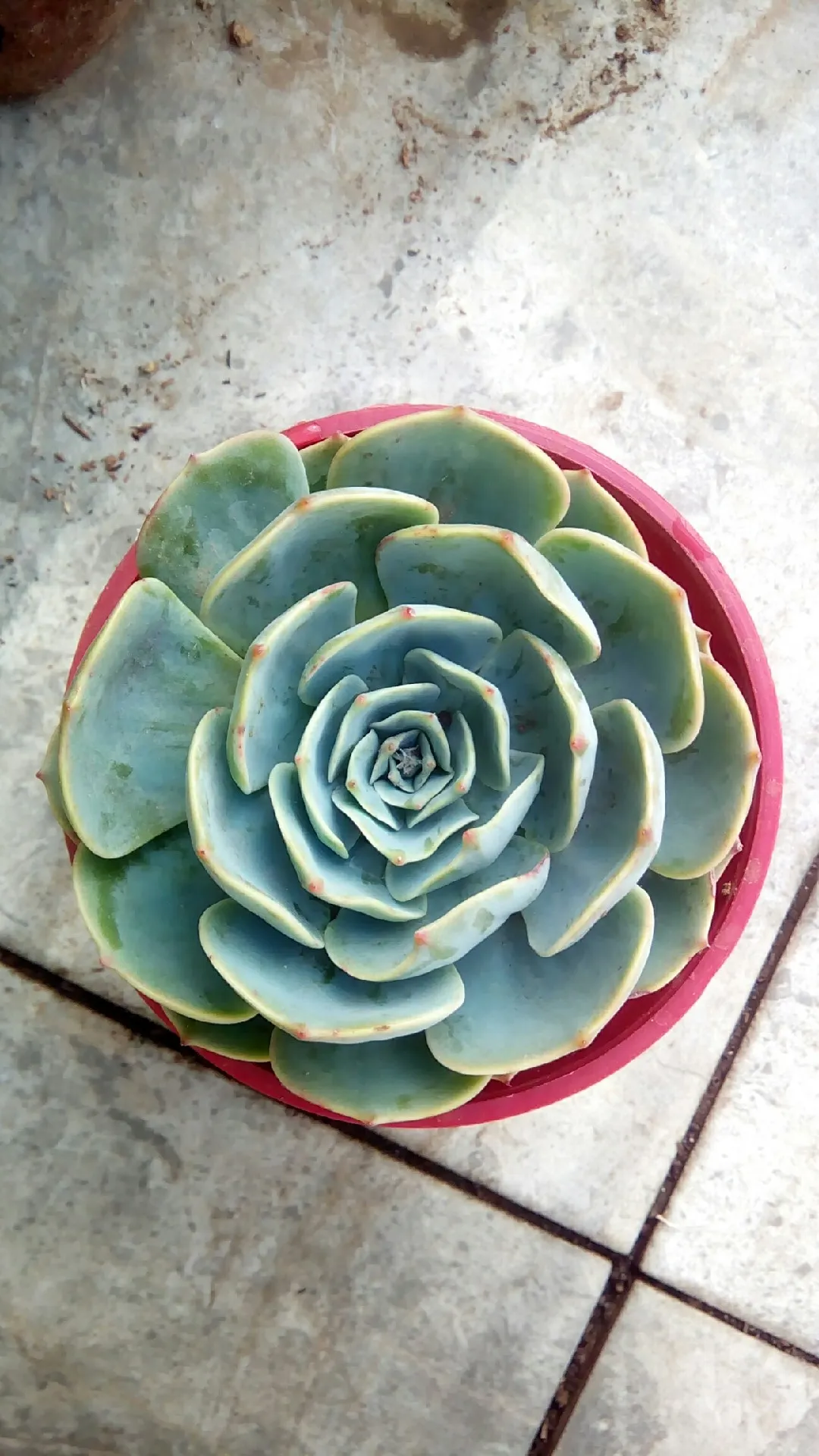 How to identify Echeveria (Echeveria)
