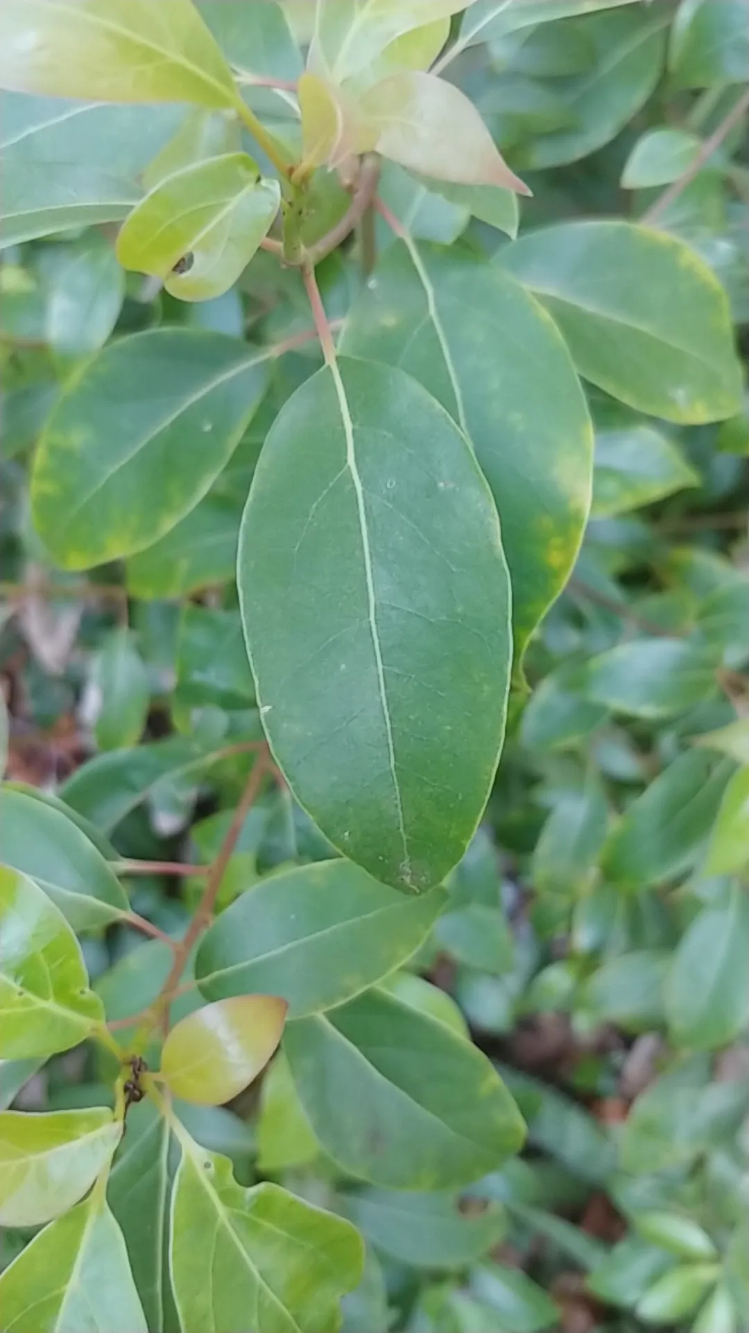 クスノキ（楠）の判定方法 (Cinnamomum camphora)