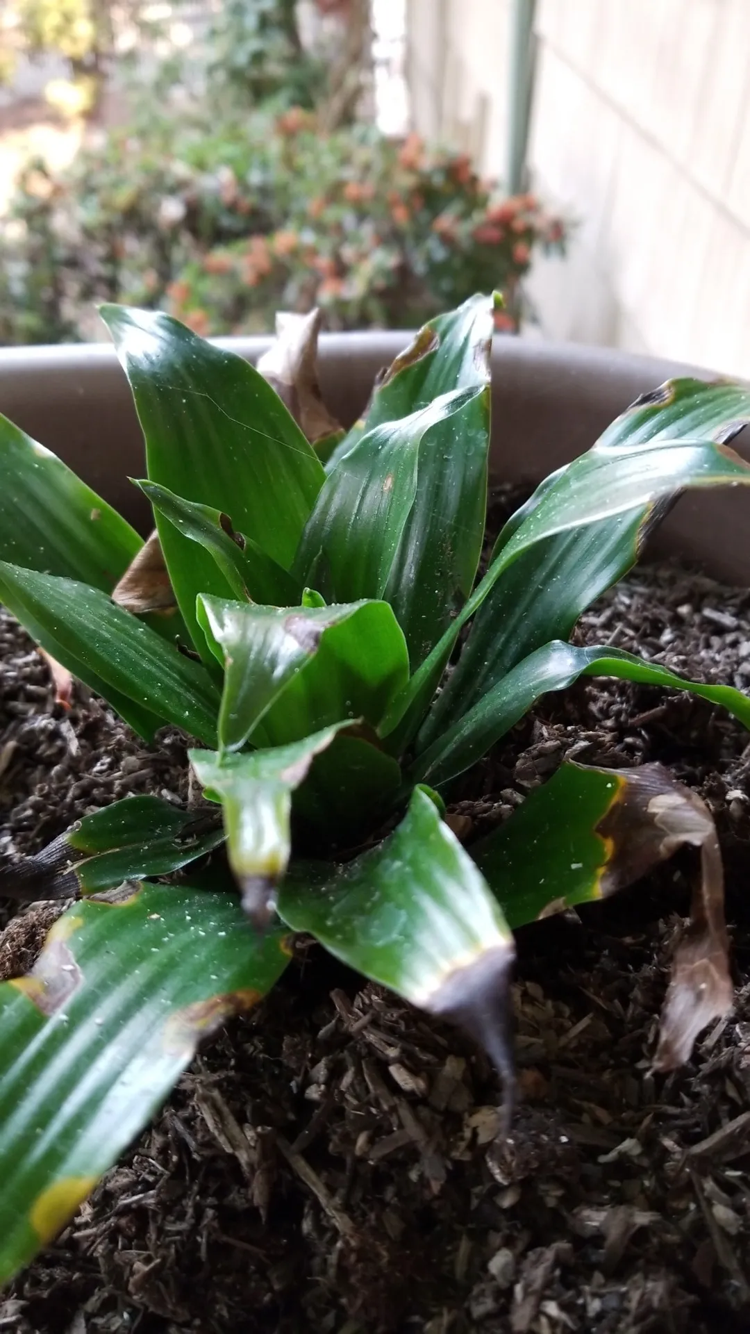How to identify Corn plant (Dracaena fragrans)