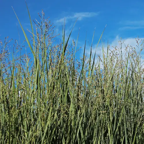 柳枝稷 (Panicum virgatum) 照顧,種植,繁殖,開花時間 - PictureThis