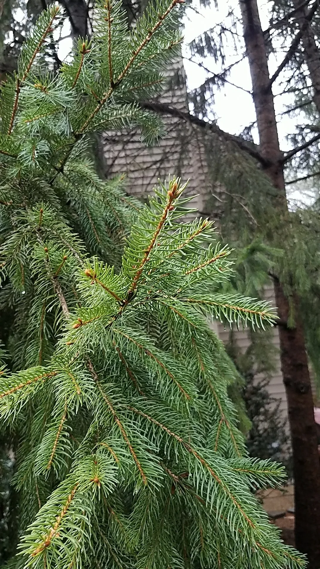 picea　retroflexa　中国　トウヒ　針葉樹 picea retroflexa 中国 トウヒ 針葉樹 picea retroflexa 中国 トウヒ