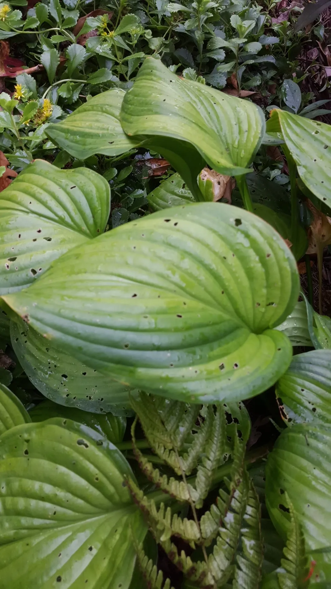 ギボウシ属の判定方法 (Hosta)