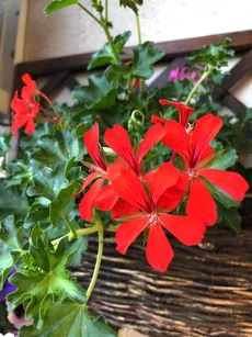 Wie man Efeu-pelargonie anbaut und pflegt