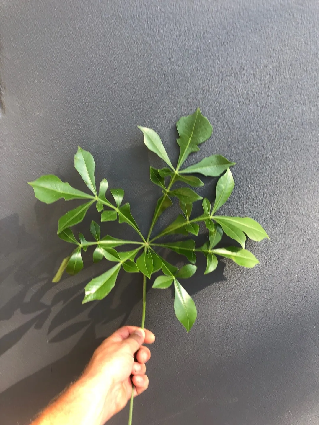 クッソニア・スピカータの判定方法 (Cussonia spicata)
