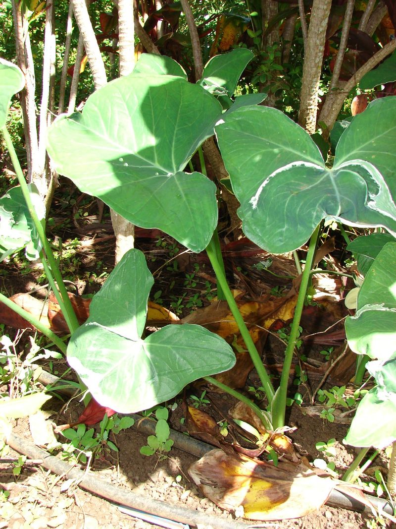 Is Arrowleaf elephant's ear Poisonous
