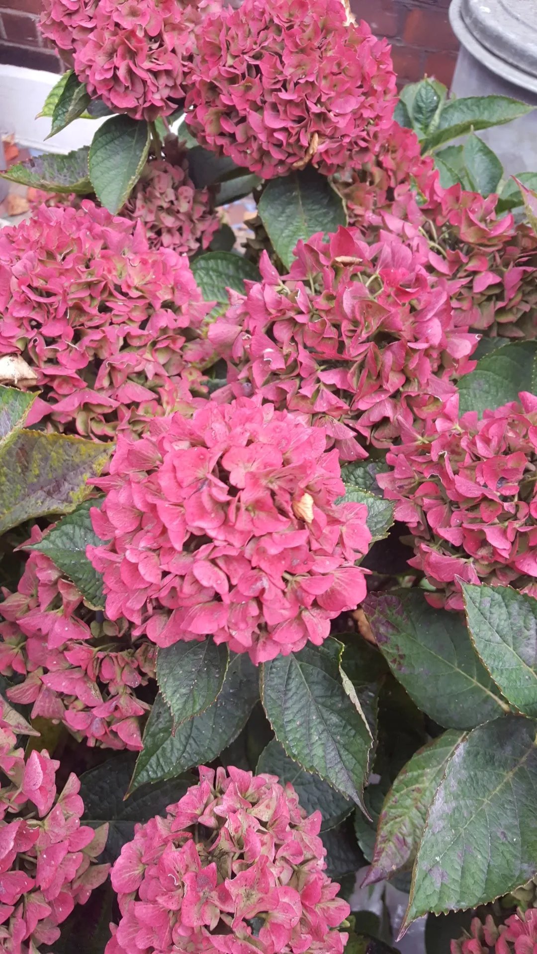 Cómo identificar Hortensia (Hydrangea macrophylla), image size:1080x1920