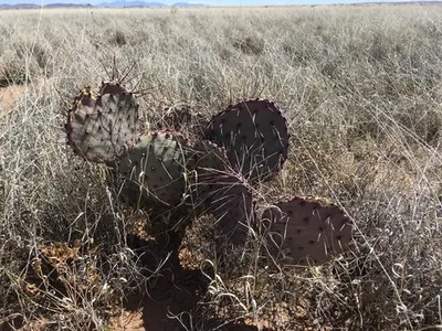 オプンチア・マクロケントラ (Opuntia macrocentra) - PictureThis