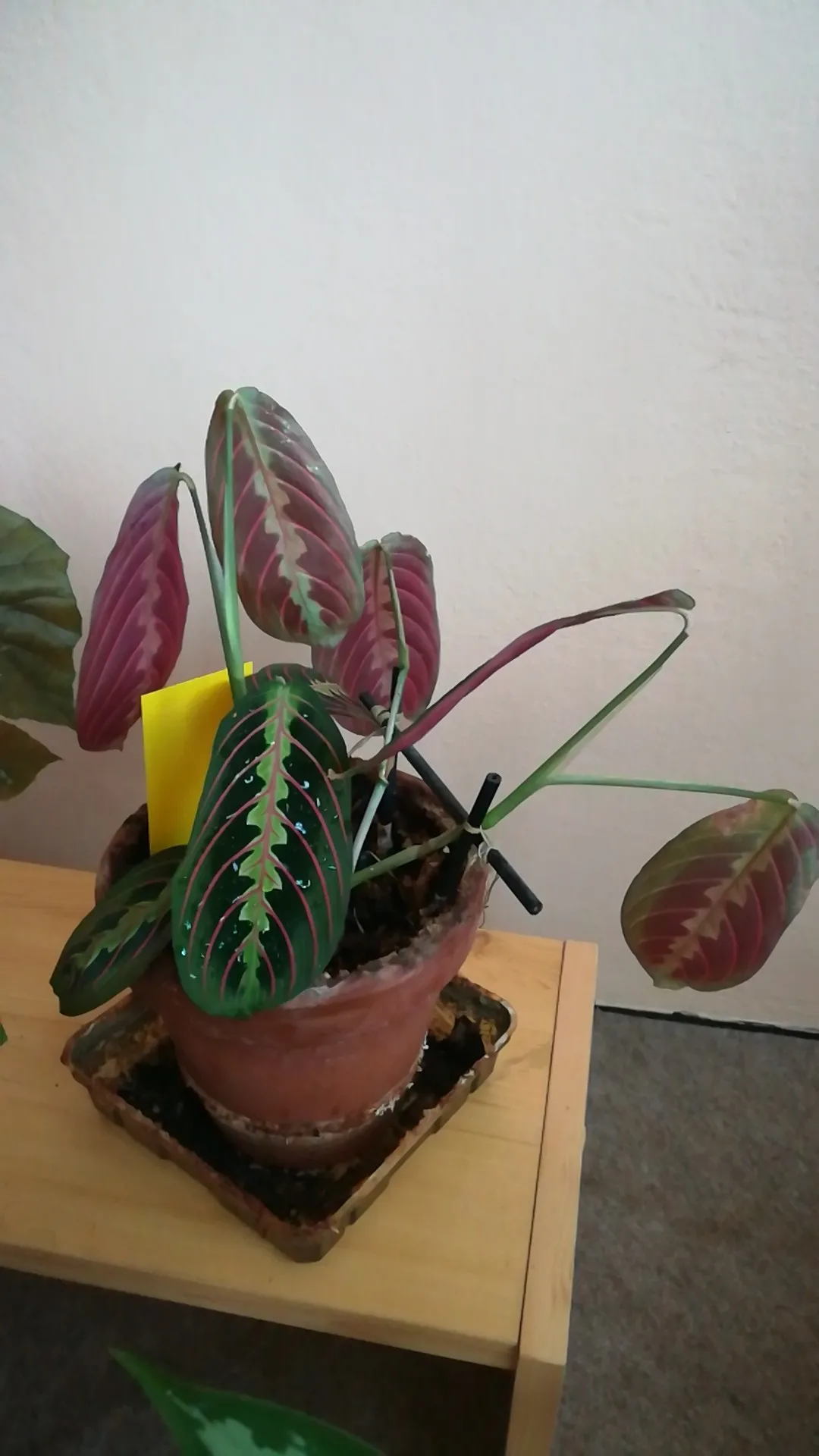 schefflera variegata Schefflera arboricola variegata