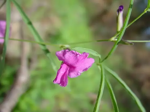 Cologania angustifolia