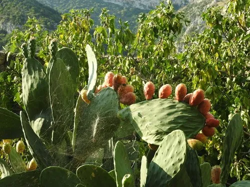 耐寒性オプンチア大型宝剣ブランチ◇ワイルド株ドライガーデン多肉 耐寒性オプンチア大型宝剣ブランチ◇ワイルド株ドライガーデン多肉