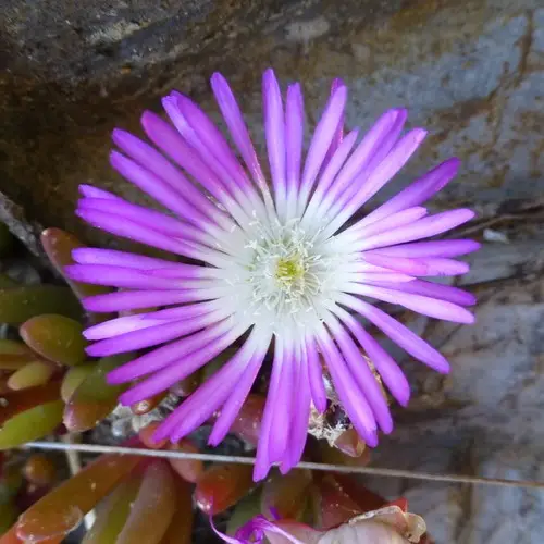 Purple dew-plant